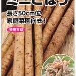 ミニごぼう(ｺﾊﾞﾙﾄ極早生)
