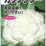 カリフラワー(野崎早生)