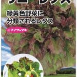 サニーレタス