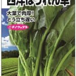 西洋ほうれん草(おためしﾊﾟｯｸ)