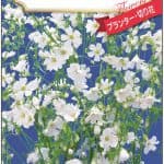 白花カスミ草