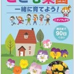 こども菜園ビオラ