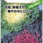 ちりめん葉牡丹