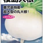 桜島大根