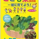 こども菜園 レタスミックス